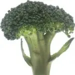 Broccoli a cancer-fighting cruciferous vegetable