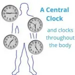 Circadian clocks need to sync with eating and lifestyle for good health